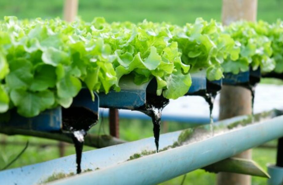 Hydroponics Farming Investment