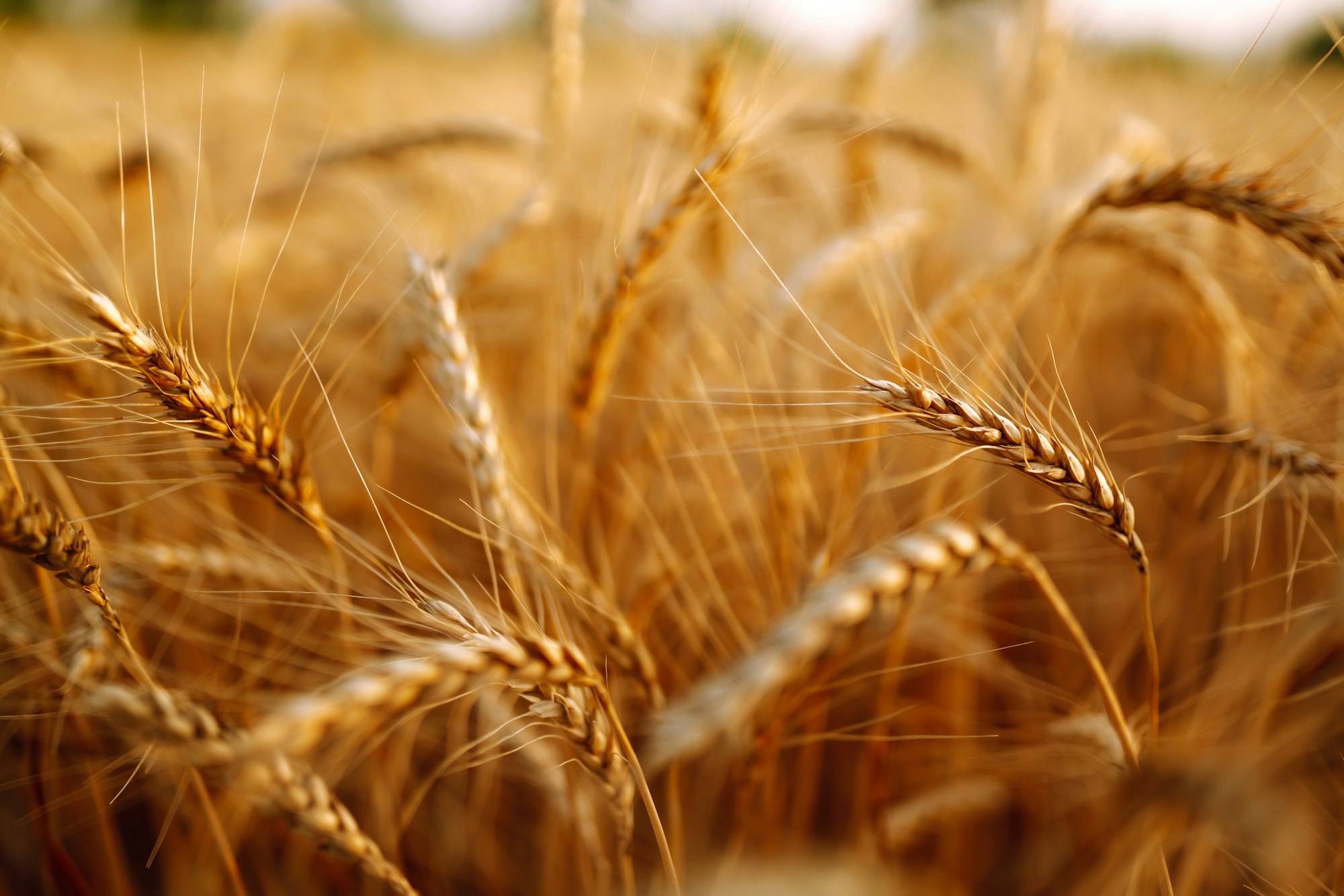 Contract Farming | Farm Business Consultants | Agriculture Land