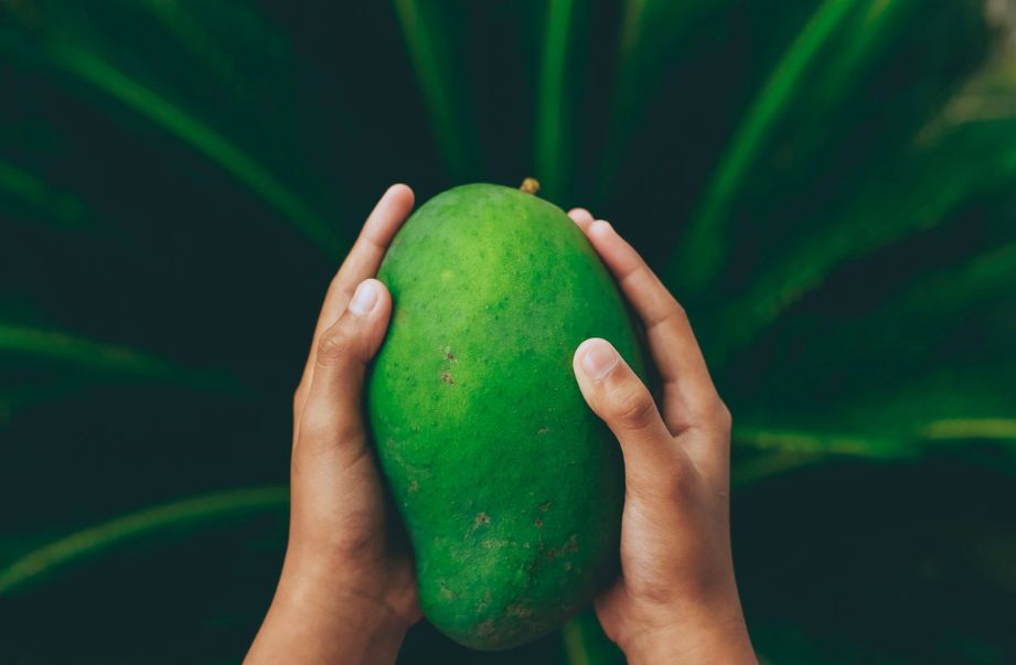 mango farming investment