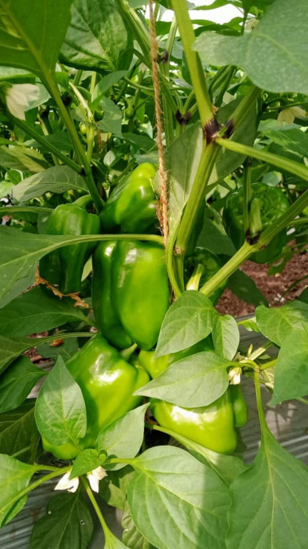 agriculture investments