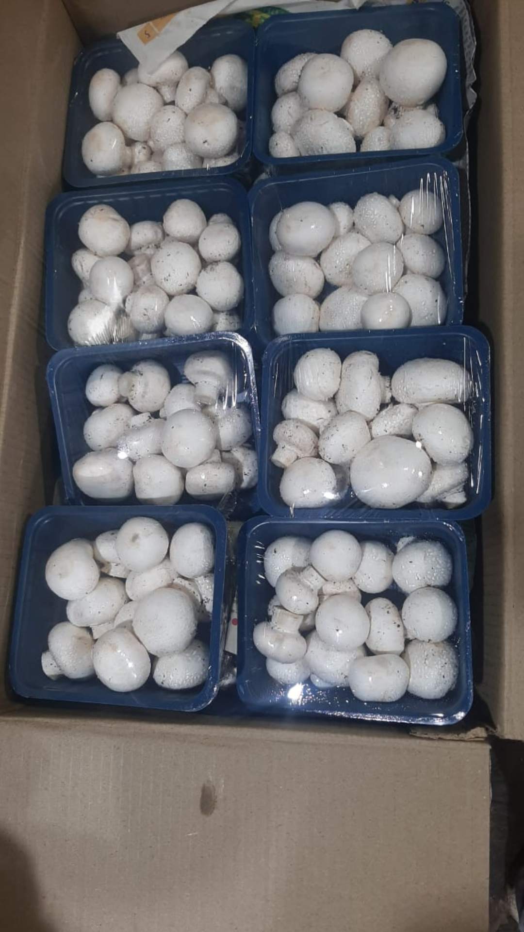 vegetable business investment