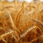 Benefits of Contract Farming