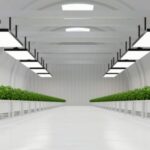 Hydroponic vegetable plant investment