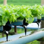 Hydroponics vegetable farm