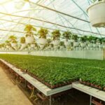 hydroponic farming investments