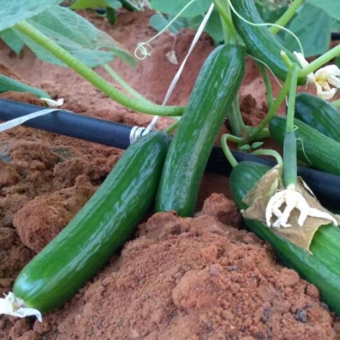 Contract farming investment consultancy