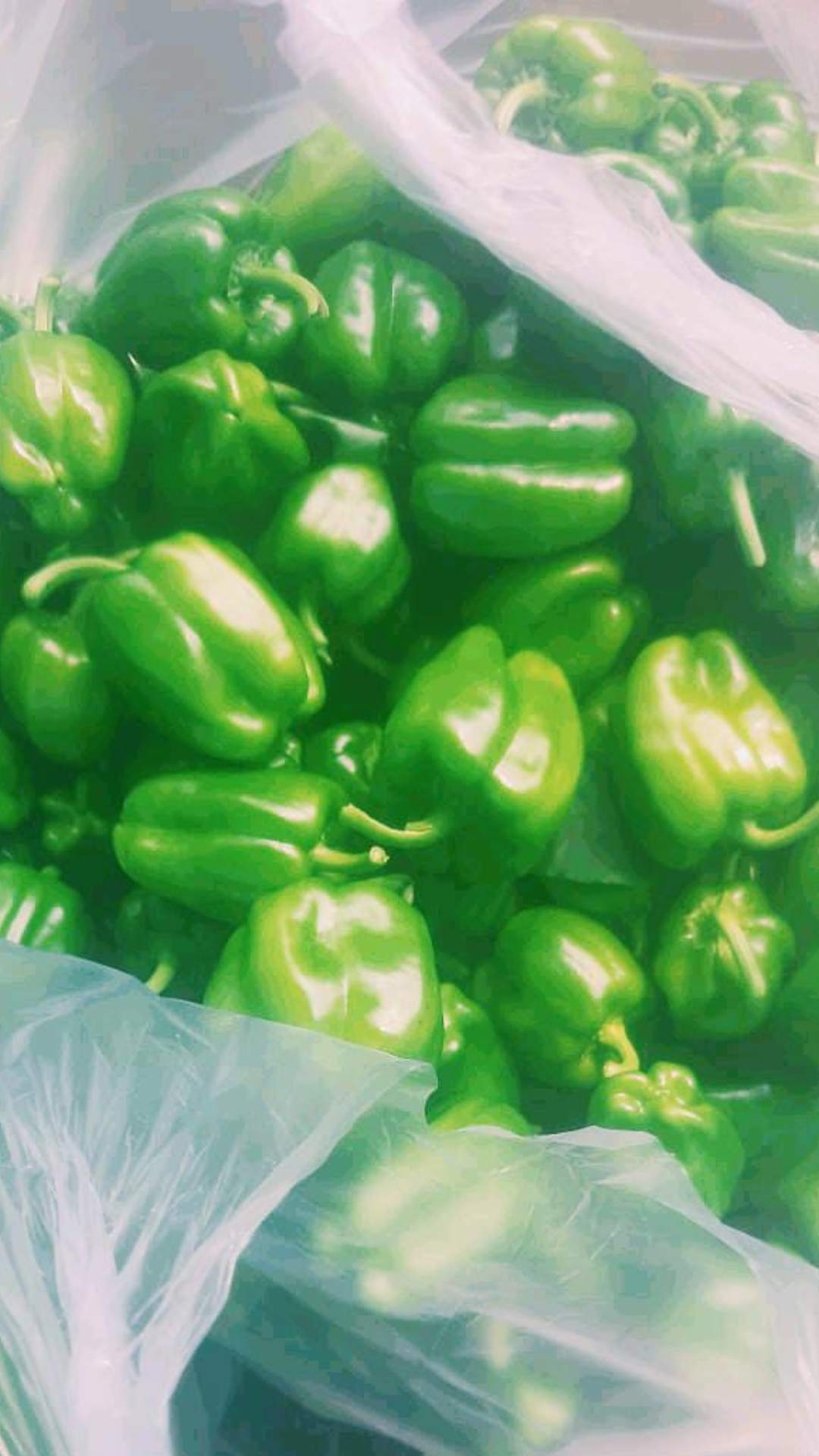 capsicum farming