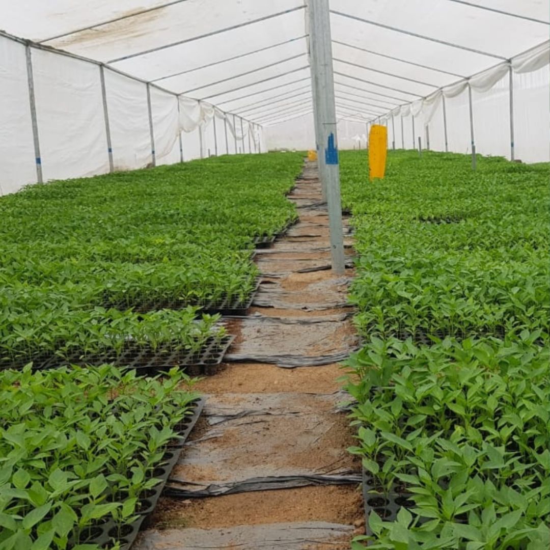 hydroponic farming investment