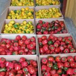 red capsicum farming