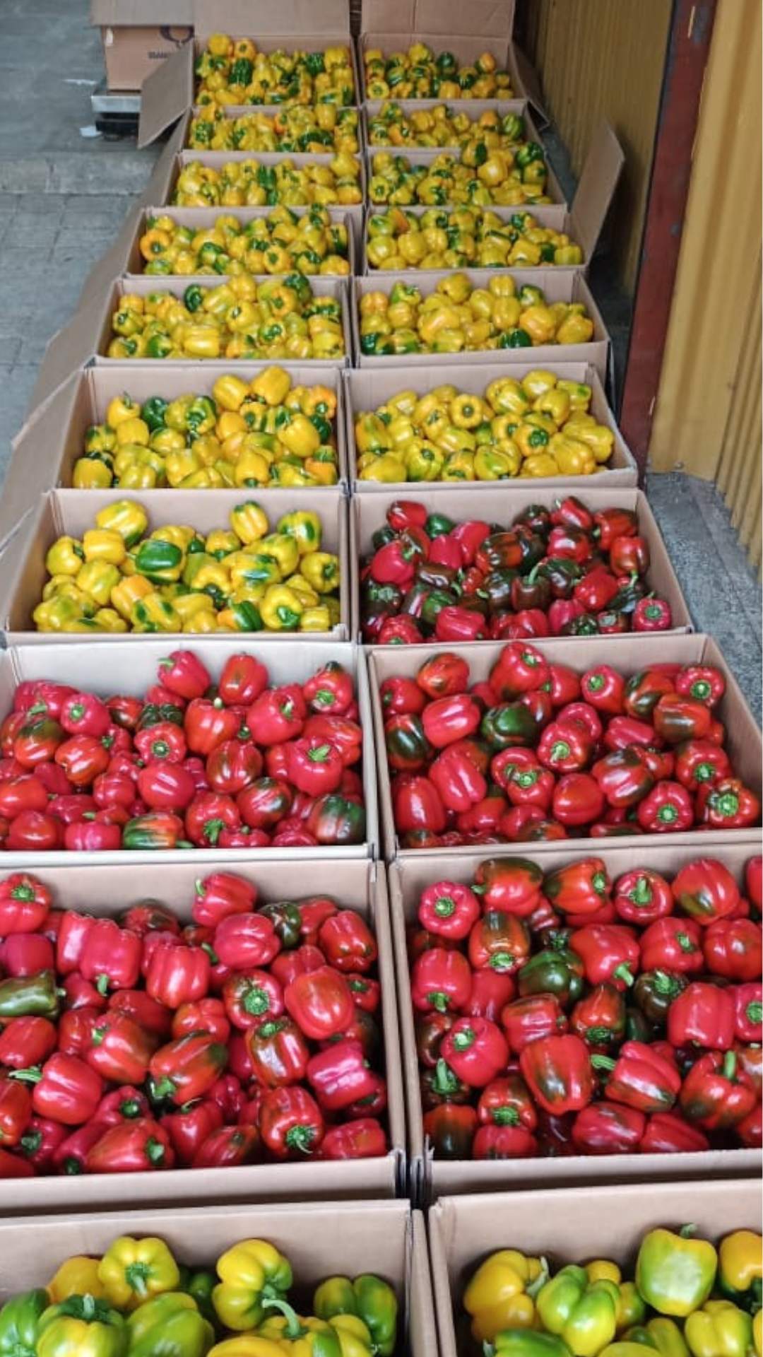 red capsicum farming