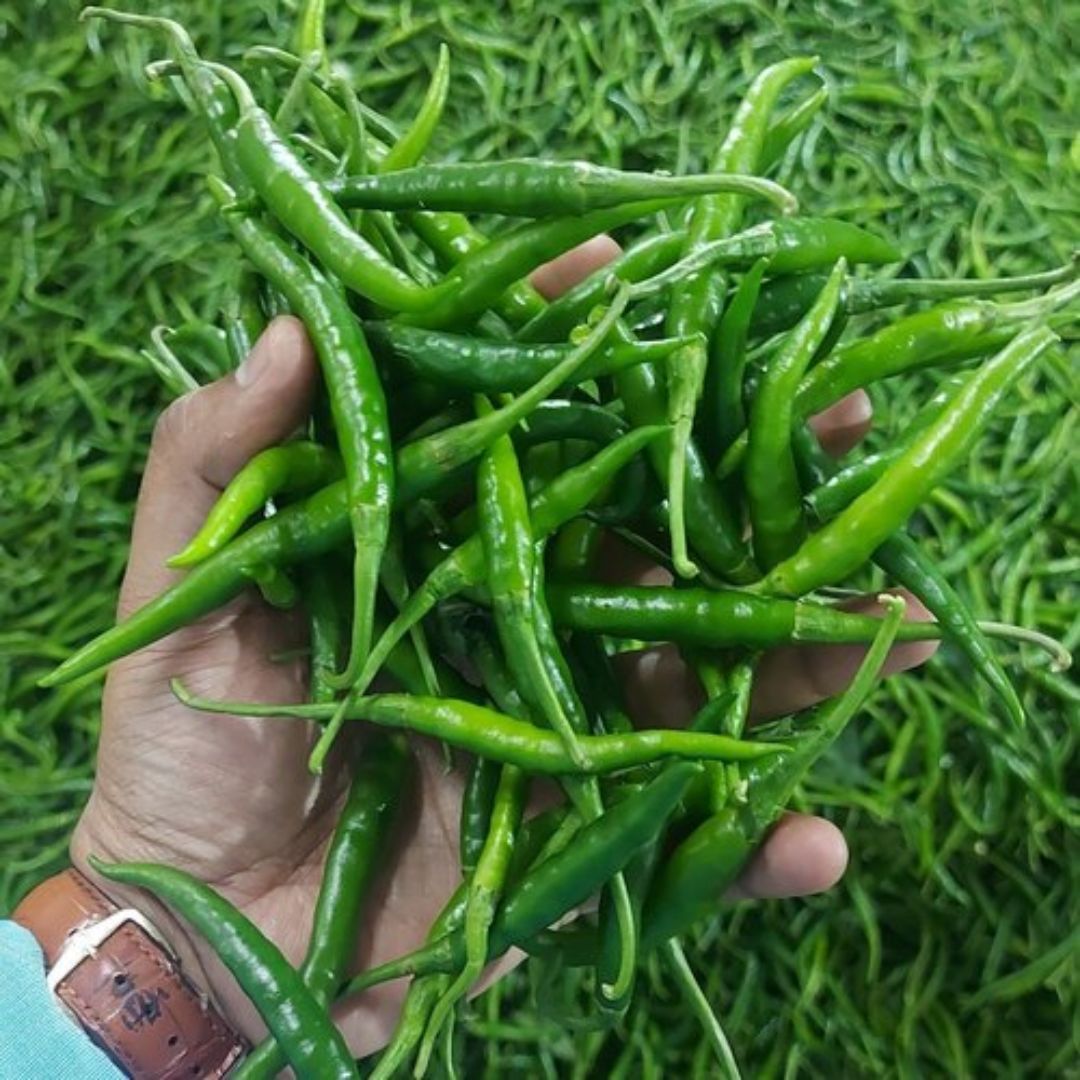 chillis export